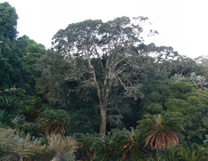 Ilex mitis photo 5