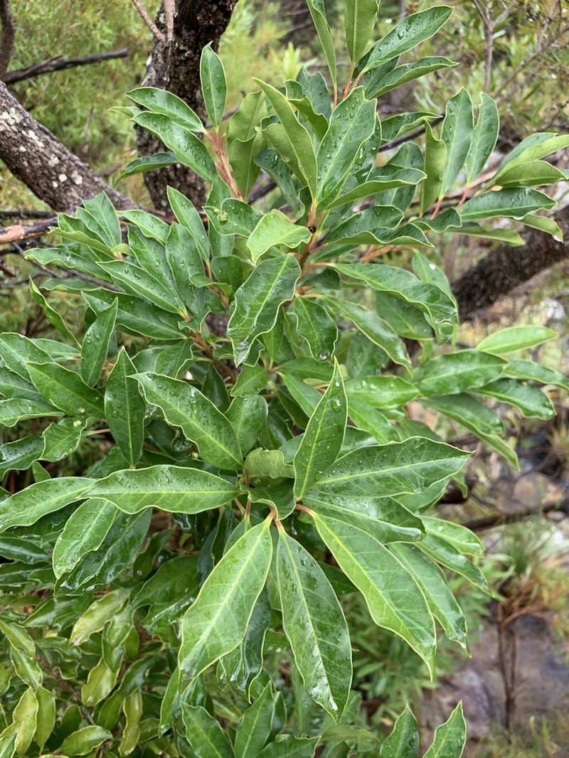 Ilex mitis photo 6