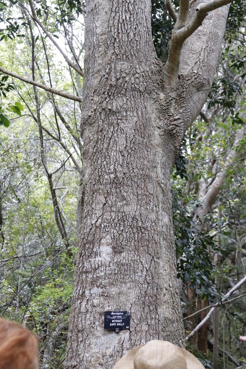 Ilex mitis photo 7