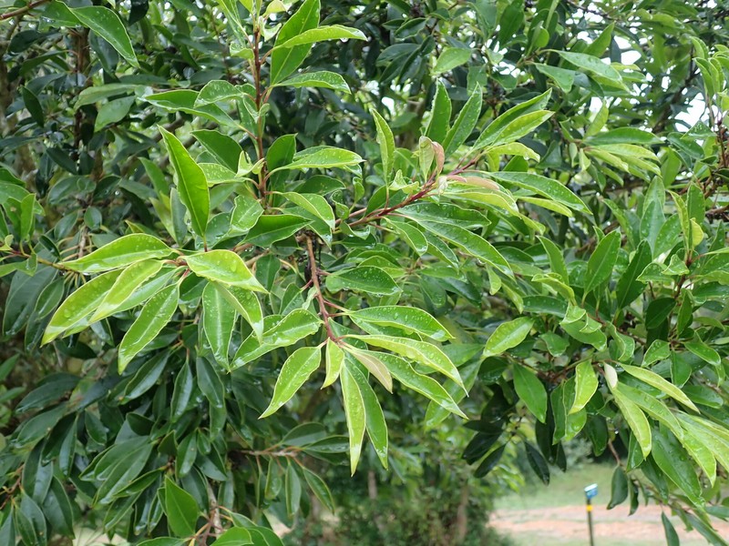 Ilex mitis var. mitis