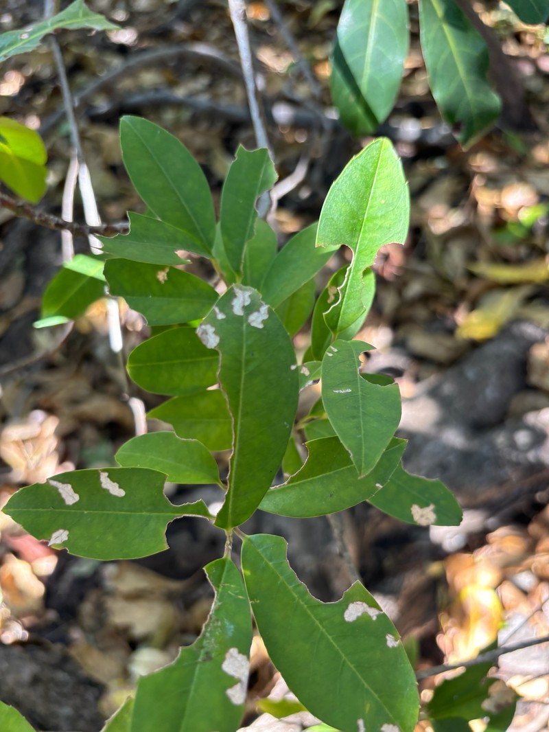 Ilex mitis var. mitis photo 2