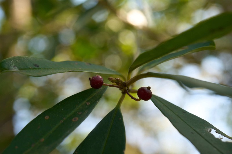 Ilex mitis var. mitis photo 3