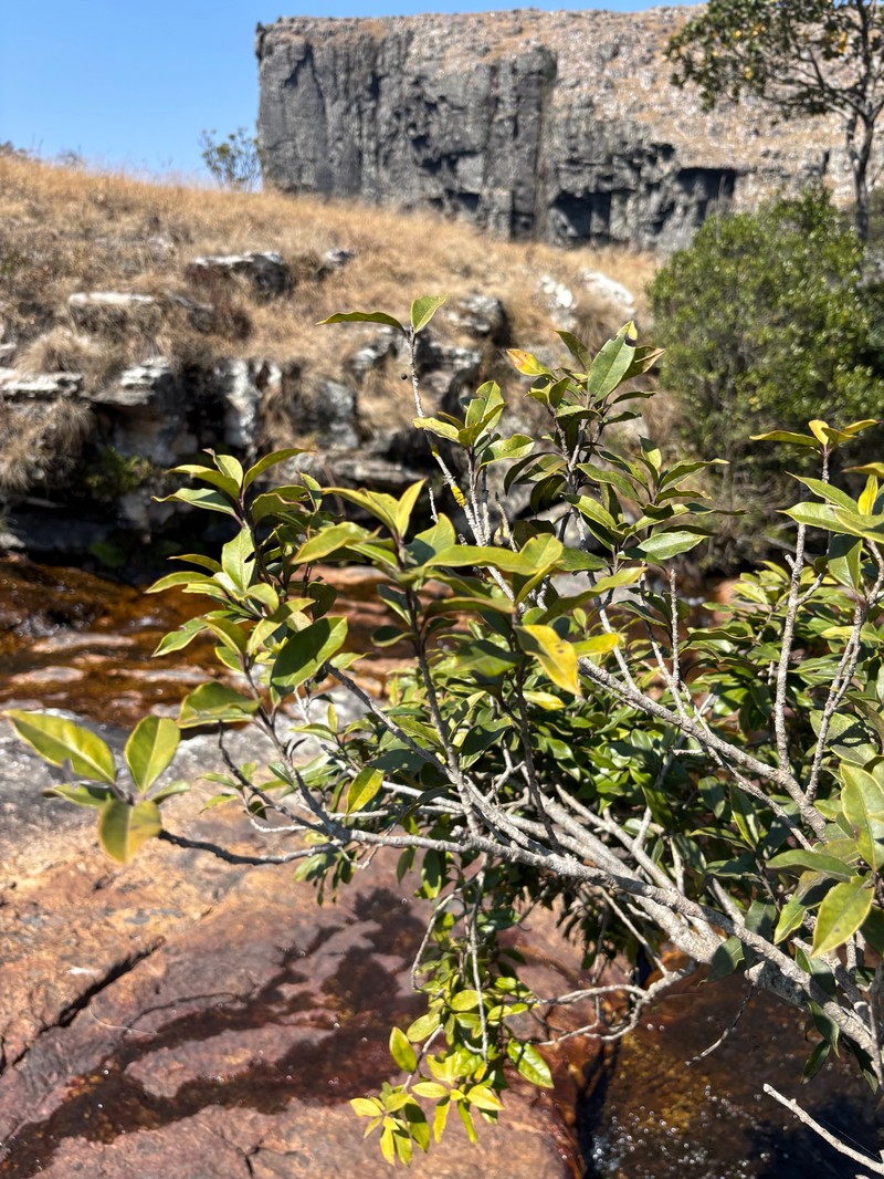 Ilex mitis var. mitis photo 4