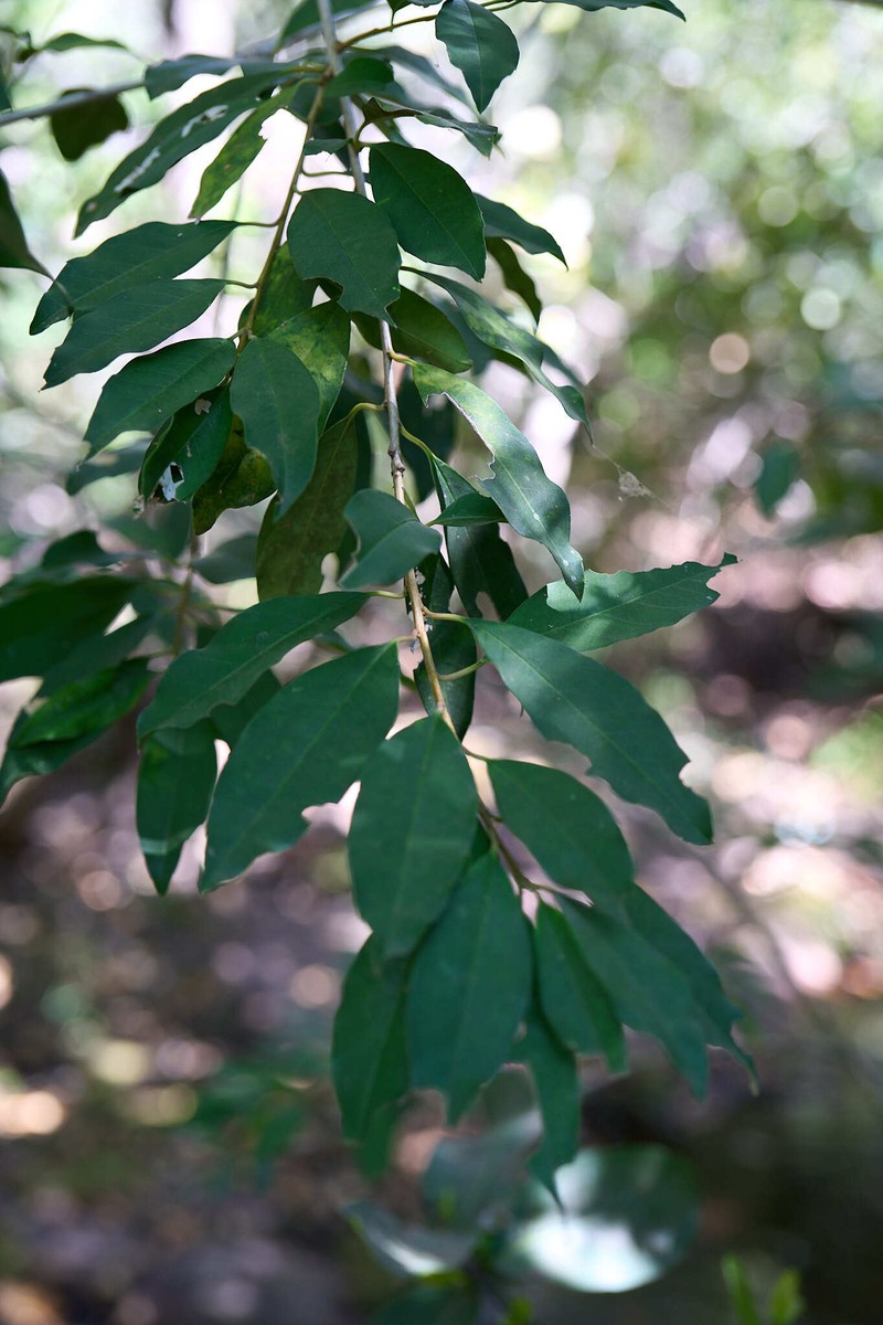 Ilex mitis var. mitis photo 5