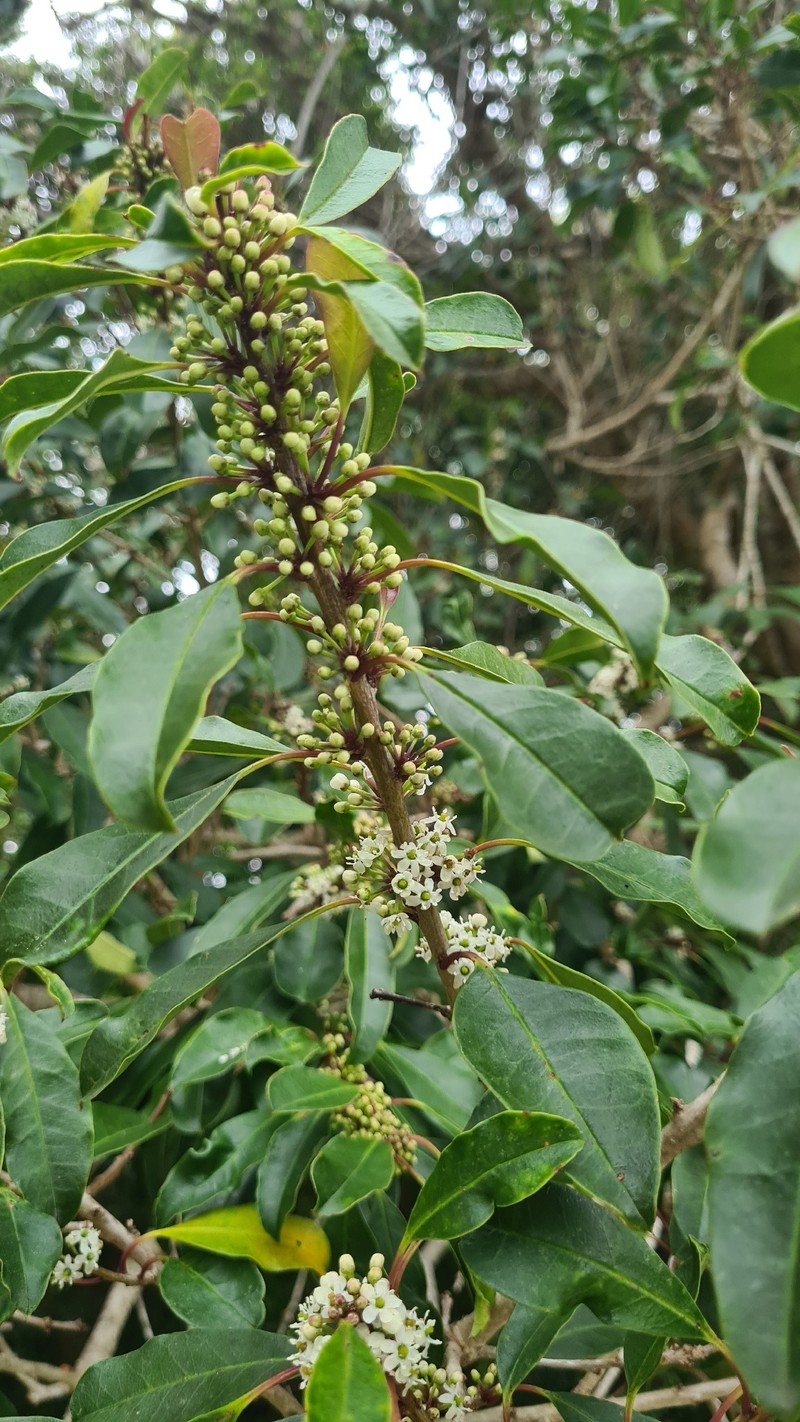 Ilex mitis var. mitis photo 6
