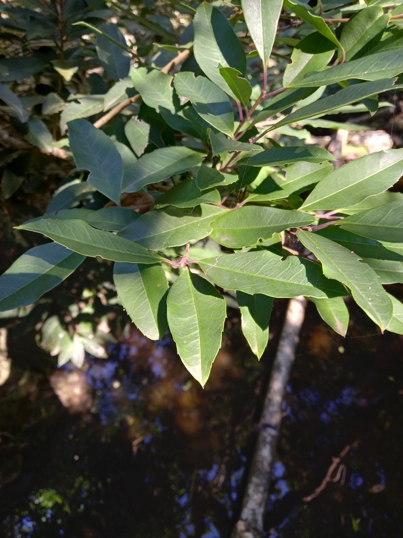 Ilex mitis var. mitis photo 7