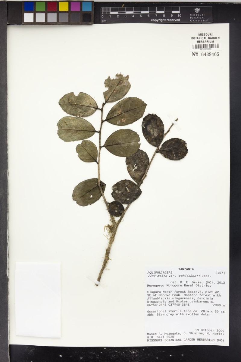 Ilex mitis var. schliebenii