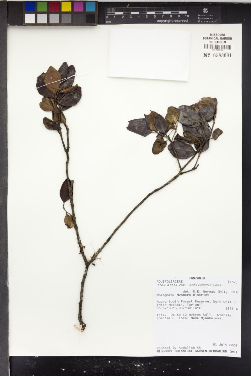 Ilex mitis var. schliebenii photo 2