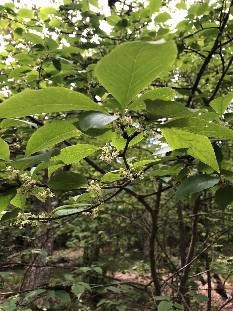 Mountain Holly photo 2