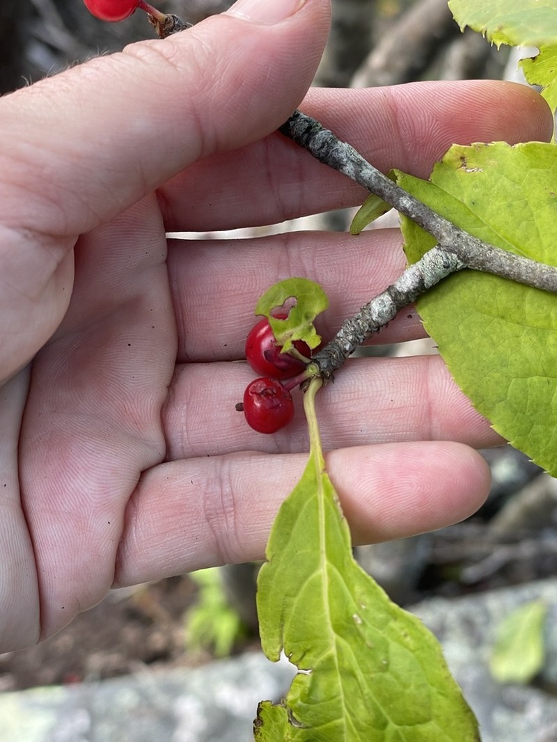 Mountain Holly photo 3