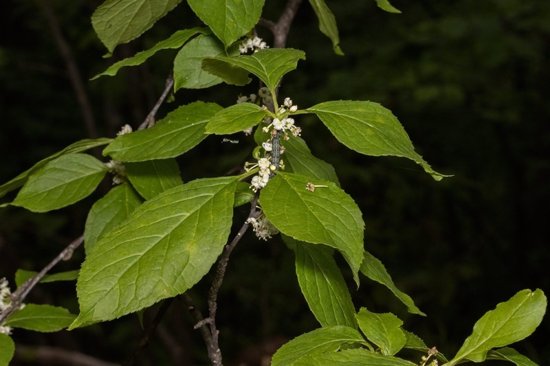 Mountain Holly photo 4