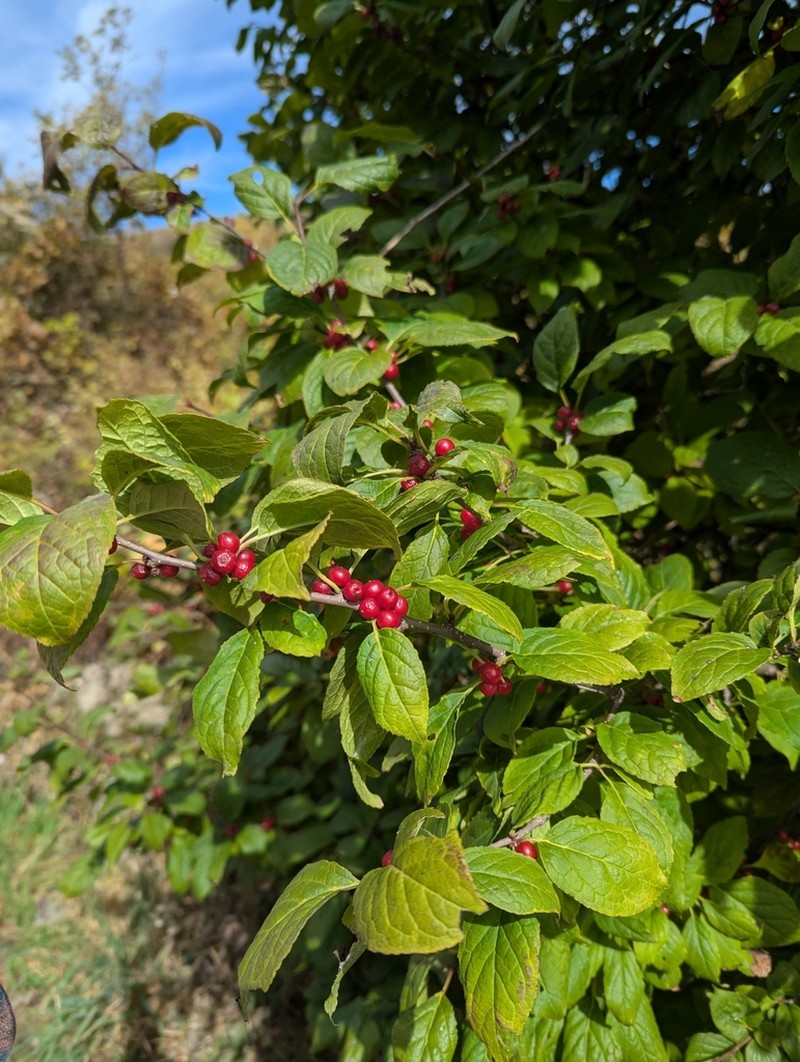 Mountain Holly photo 5