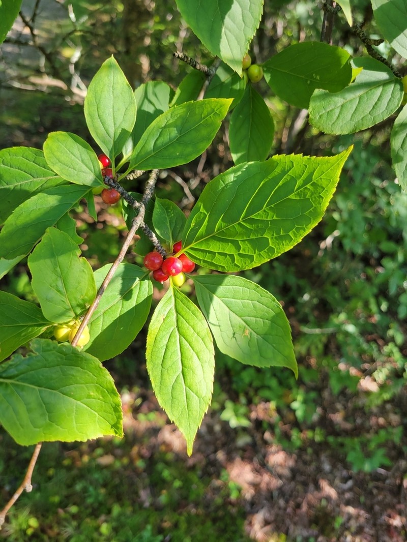 Mountain Holly photo 6