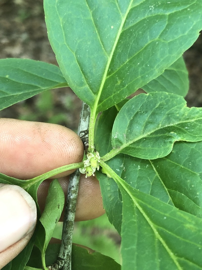Mountain Holly photo 7