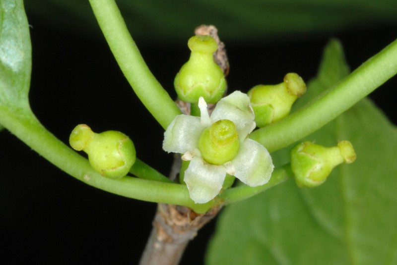 Mountain Holly photo 8