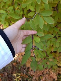 Catberry