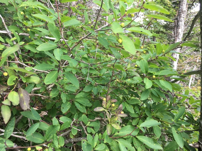 Catberry photo 2