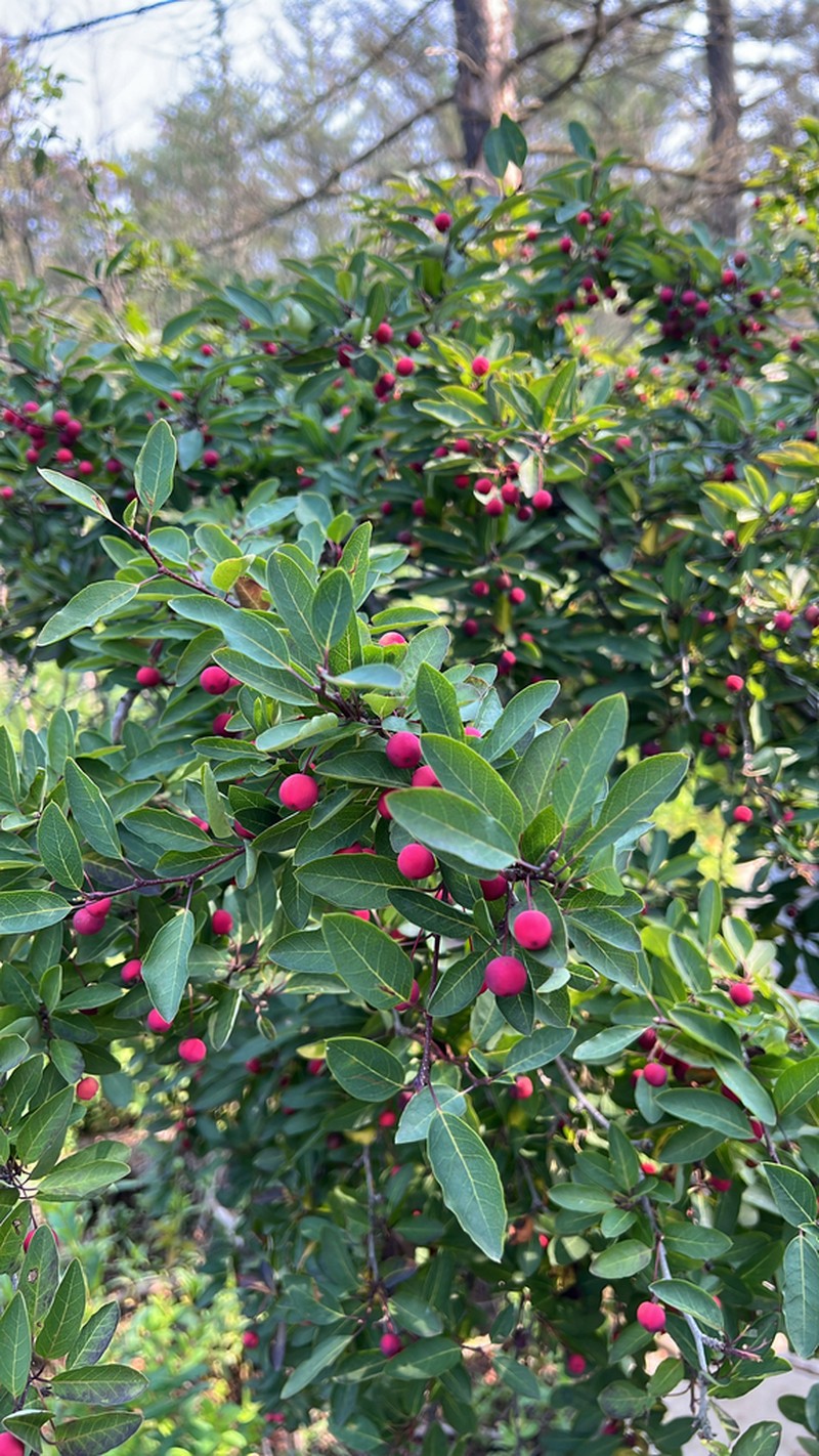 Catberry photo 3