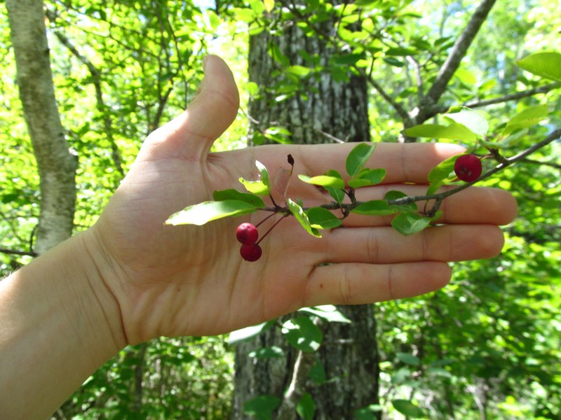 Catberry photo 4