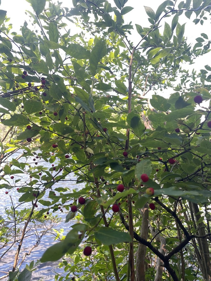 Catberry photo 5