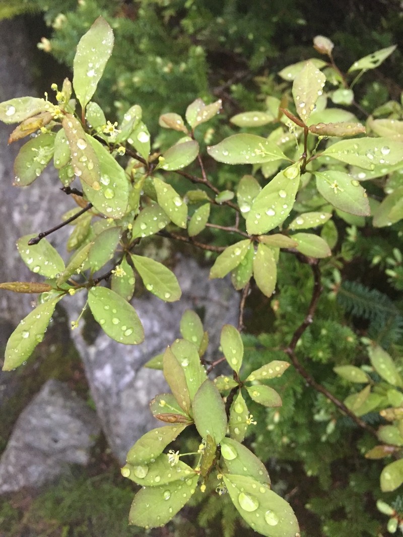 Catberry photo 7