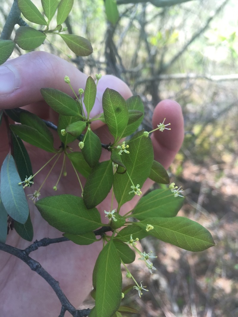 Catberry photo 8