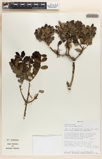 Ilex myricoides