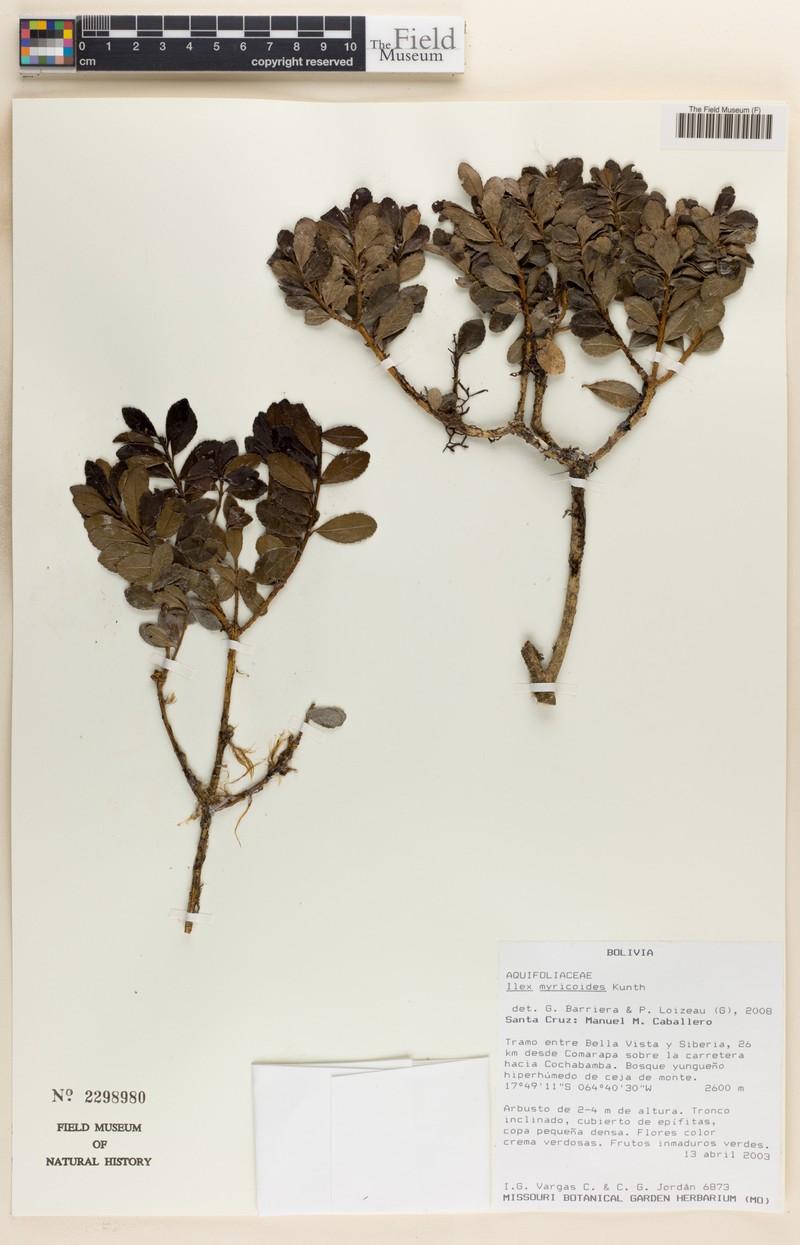 Ilex myricoides