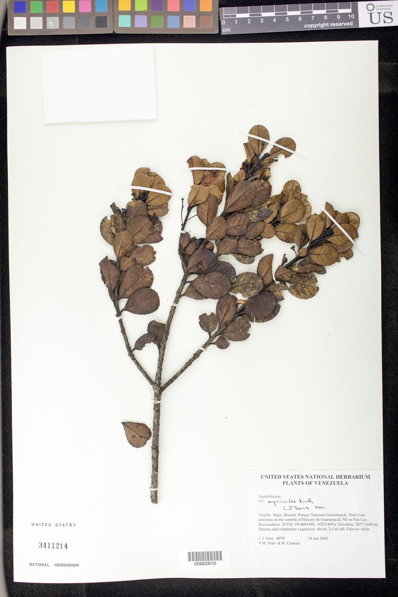 Ilex myricoides photo 2