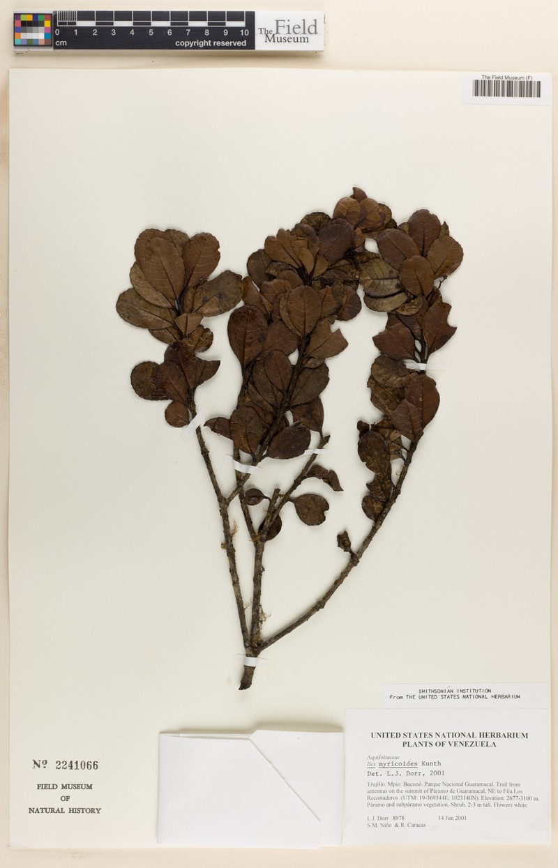 Ilex myricoides photo 3