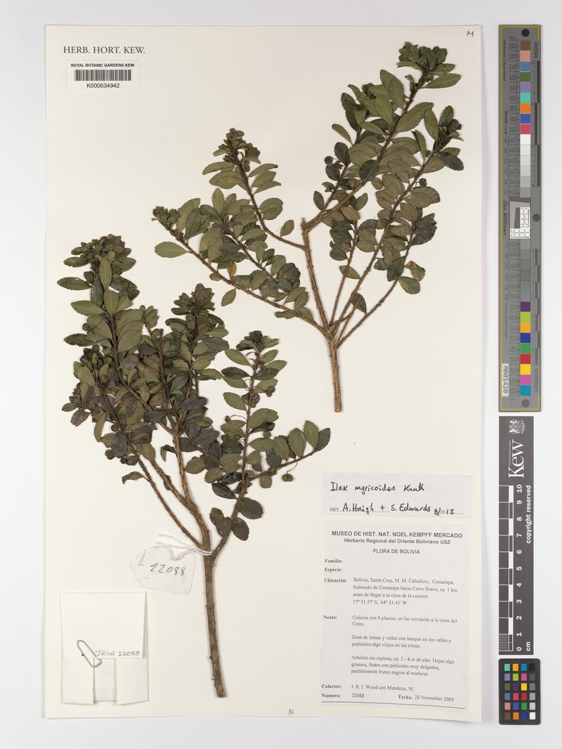 Ilex myricoides photo 4