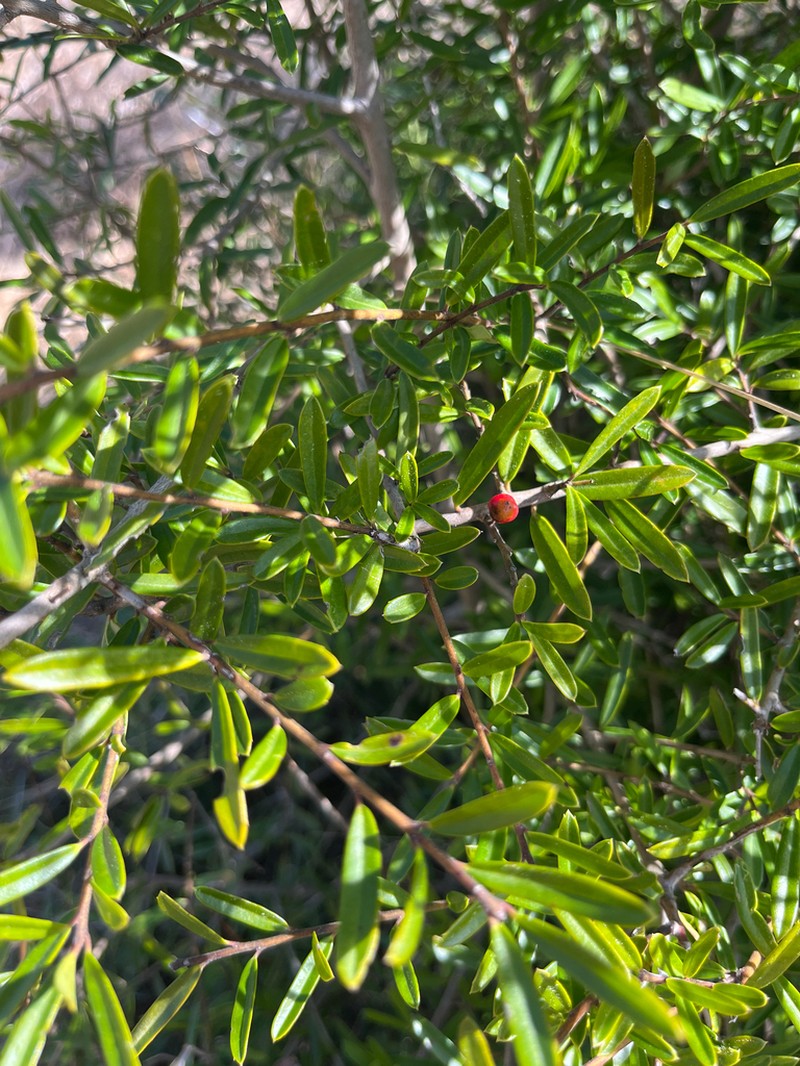 Myrtle Dahoon