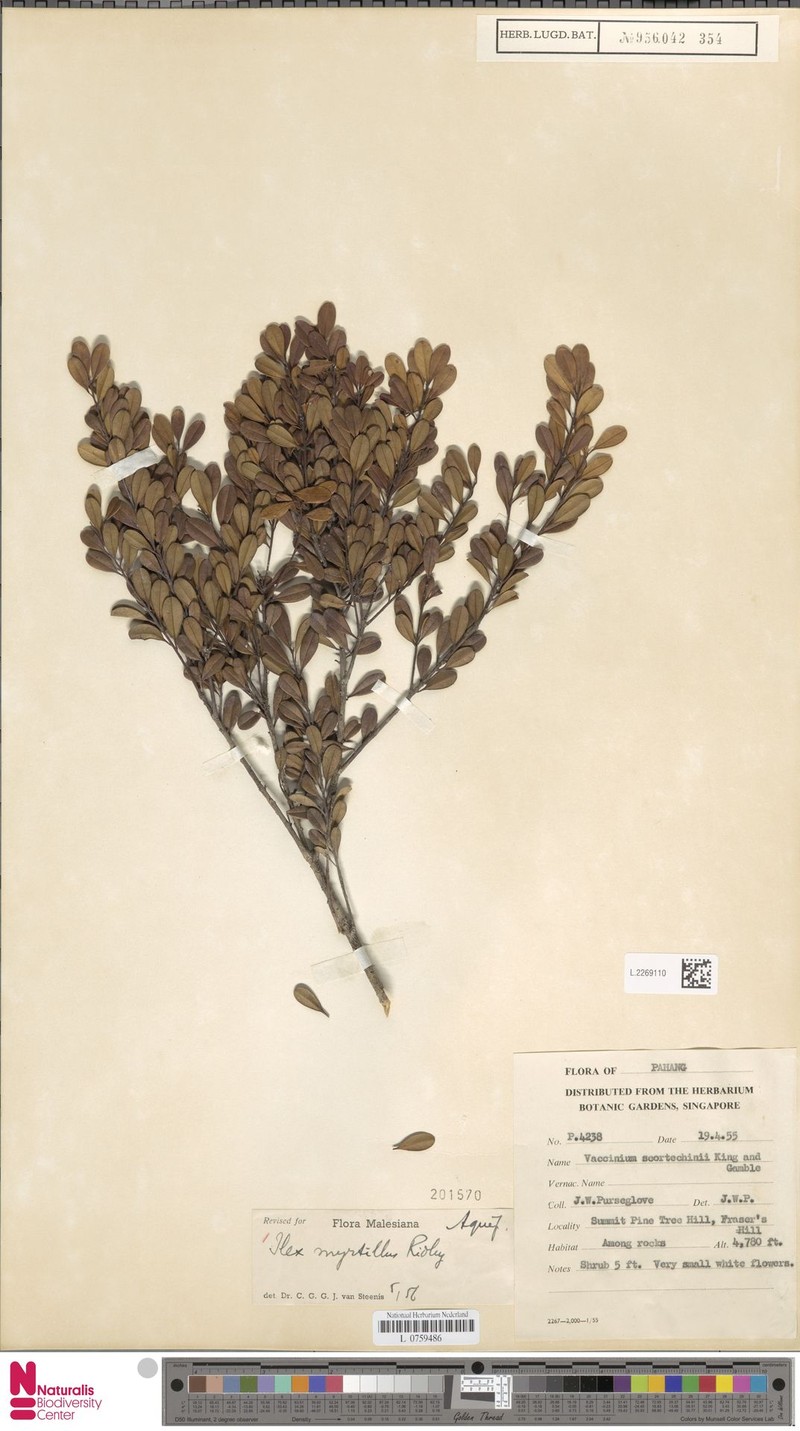 Ilex myrtillus