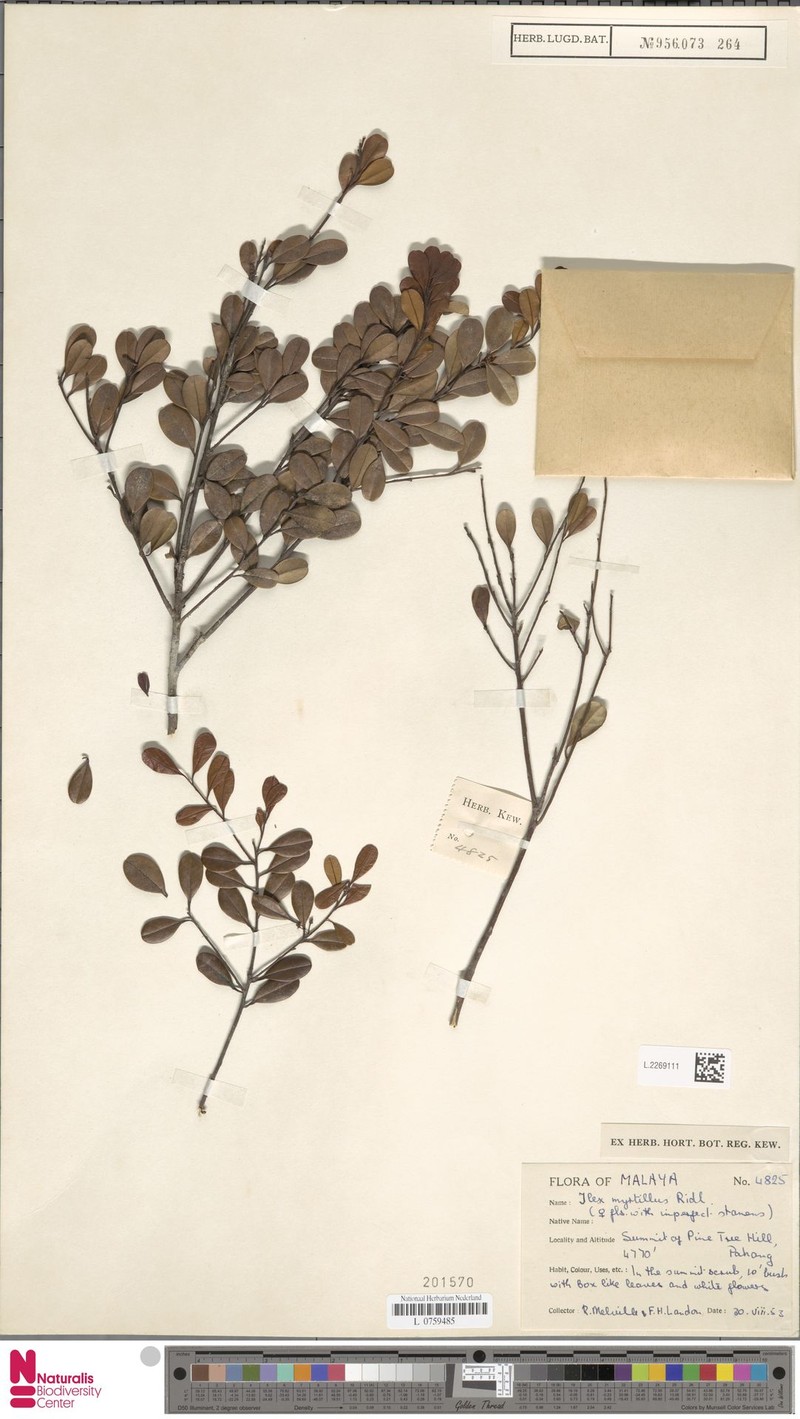Ilex myrtillus photo 2