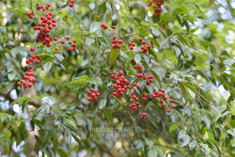 Ilex nanningensis