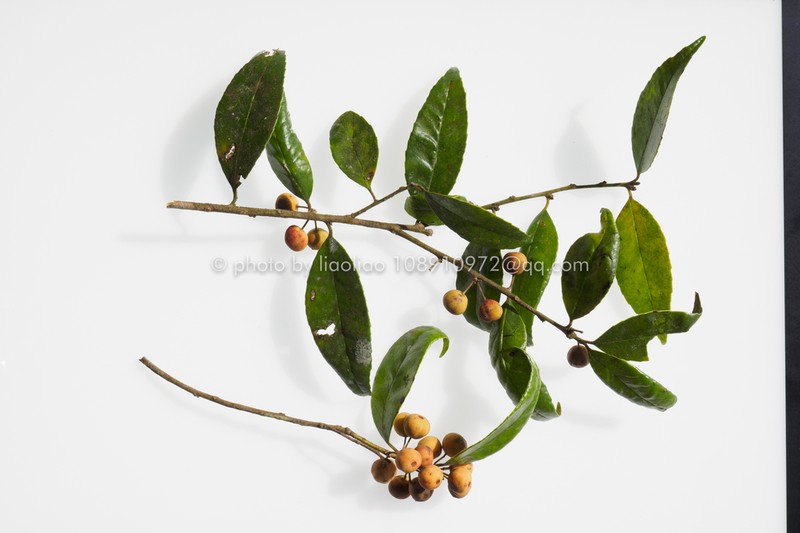 Ilex nanningensis photo 2