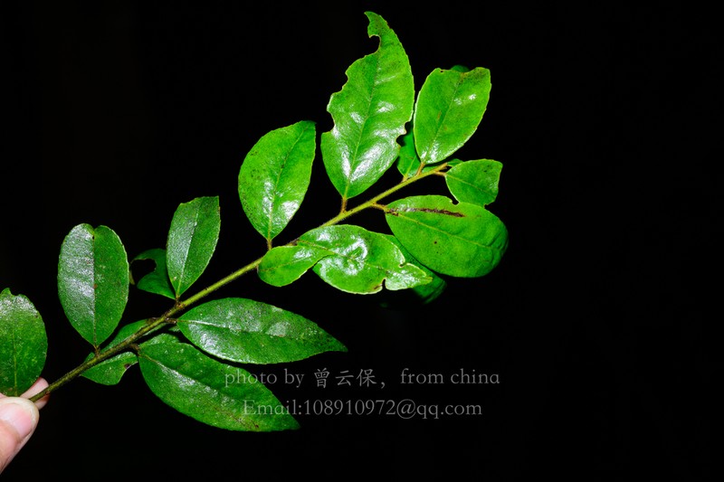 Ilex nanningensis photo 3