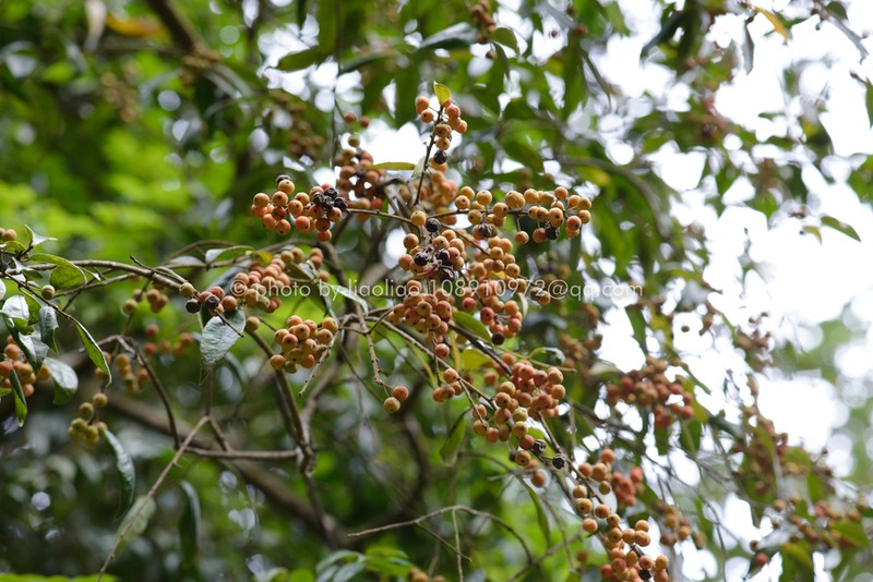Ilex nanningensis photo 4