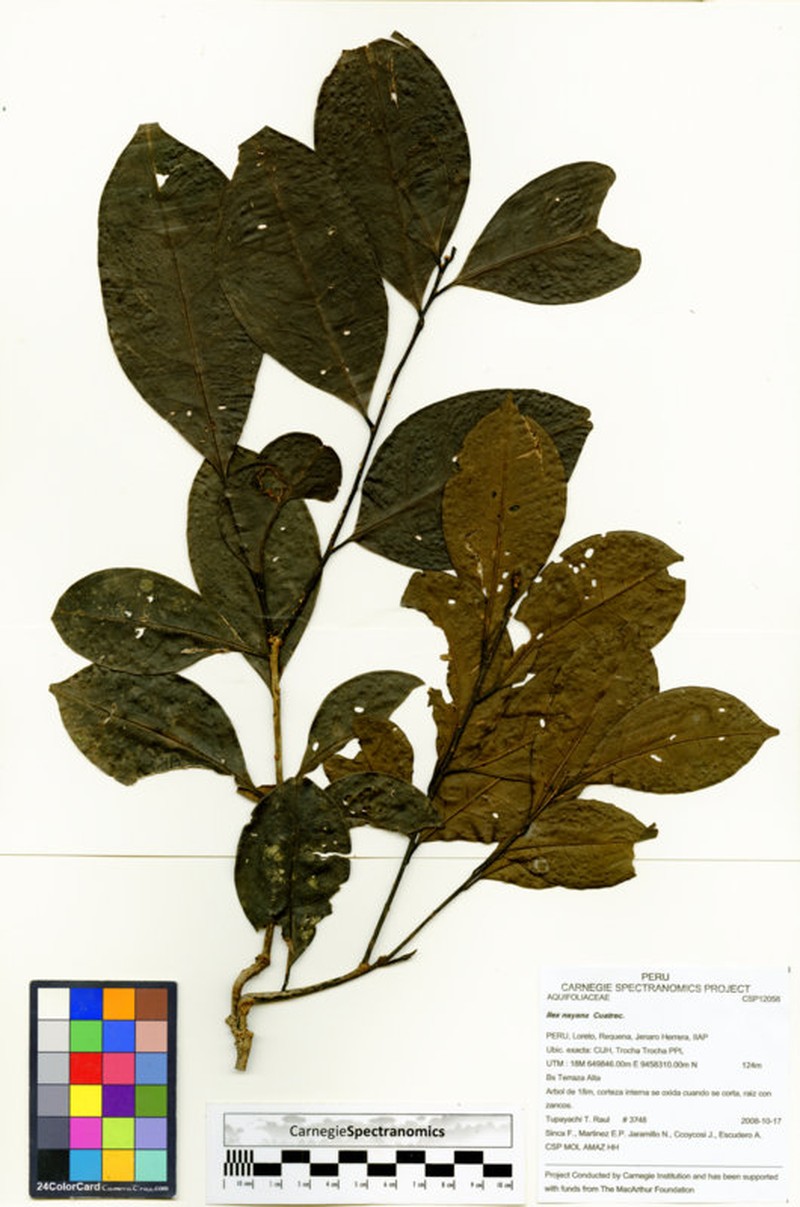 Ilex nayana