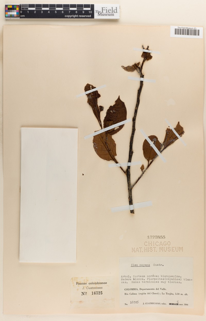 Ilex nayana photo 2