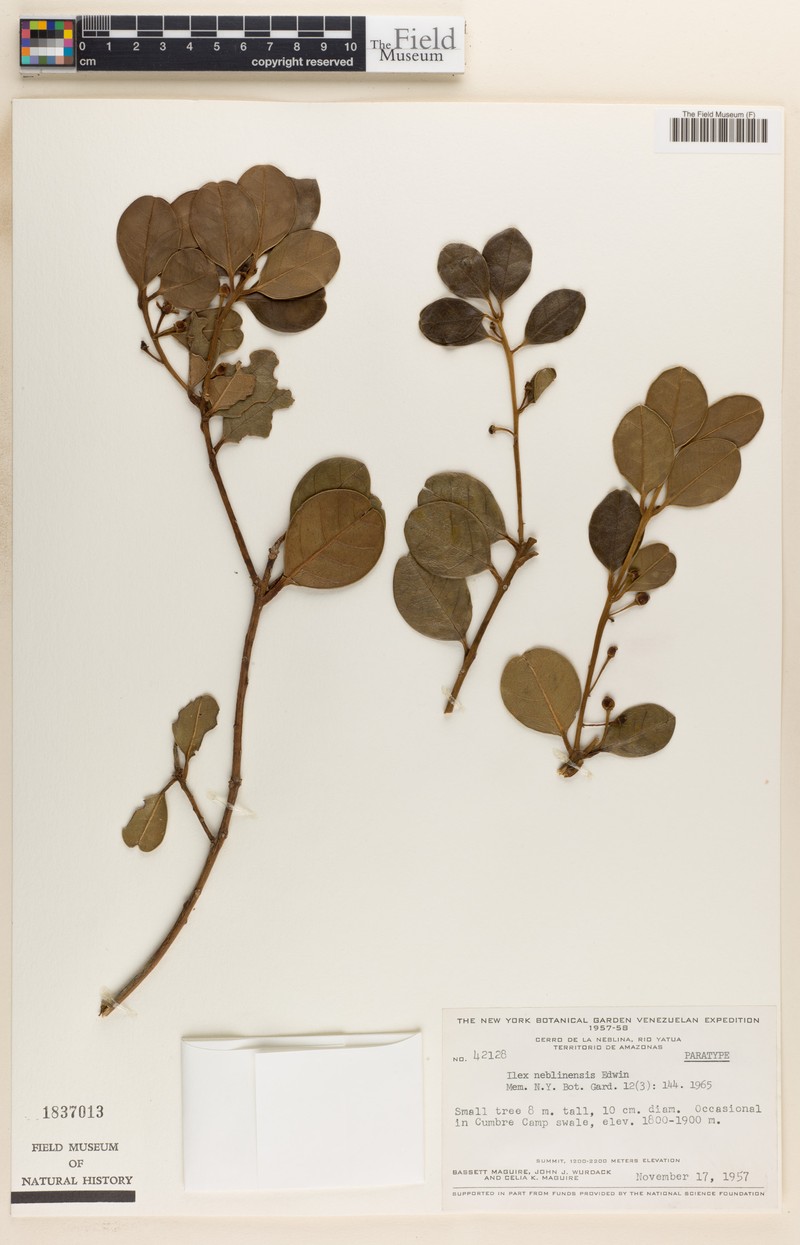 Ilex neblinensis photo 2