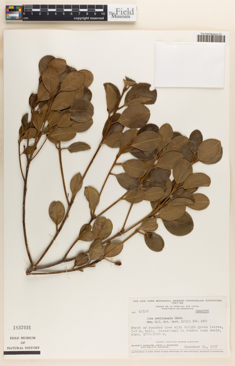 Ilex neblinensis photo 3