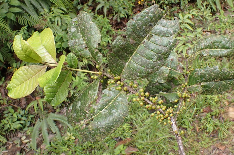 Ilex nervosa photo 2