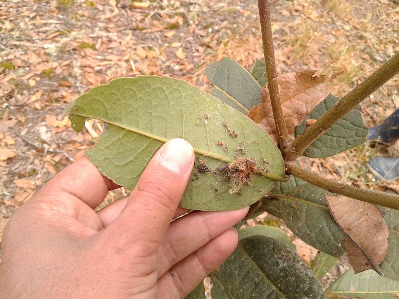 Ilex nervosa photo 4