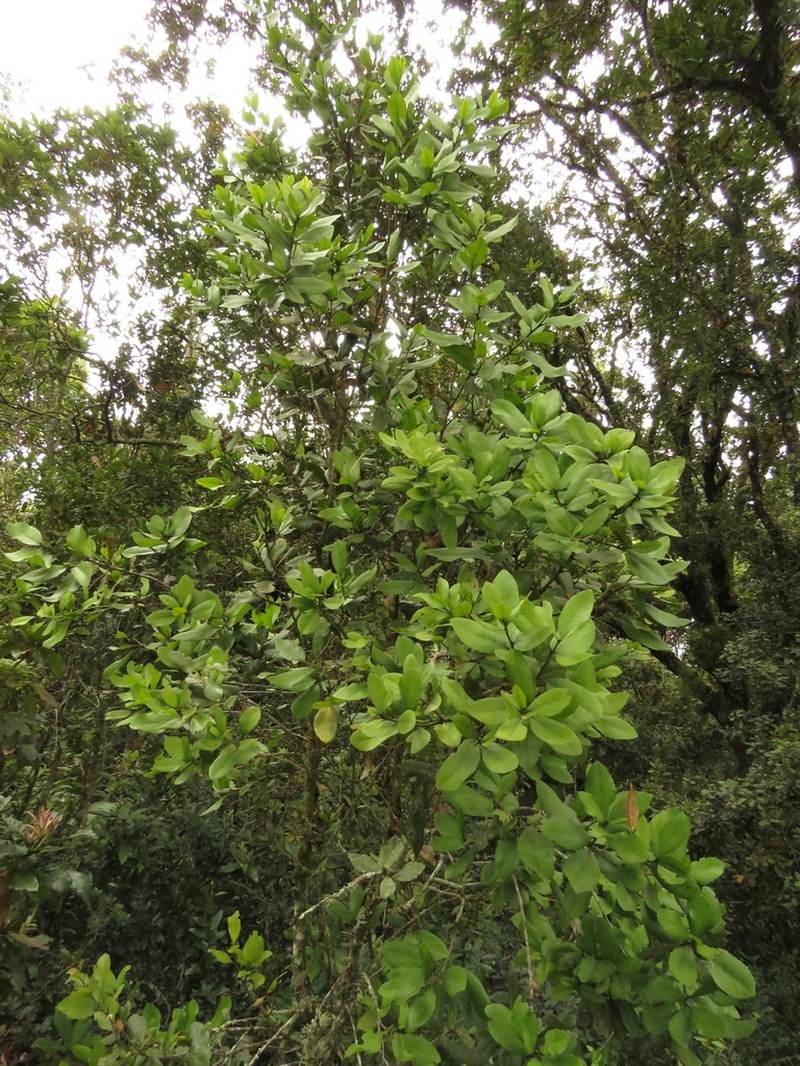 Ilex nervosa photo 5