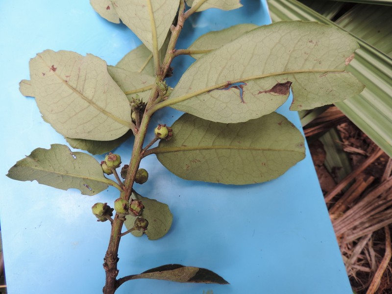 Ilex nervosa photo 7