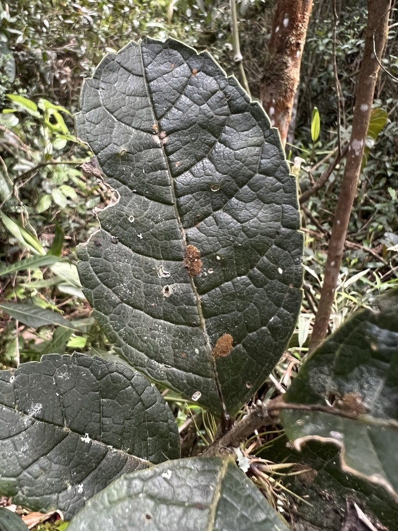 Ilex nervosa photo 8