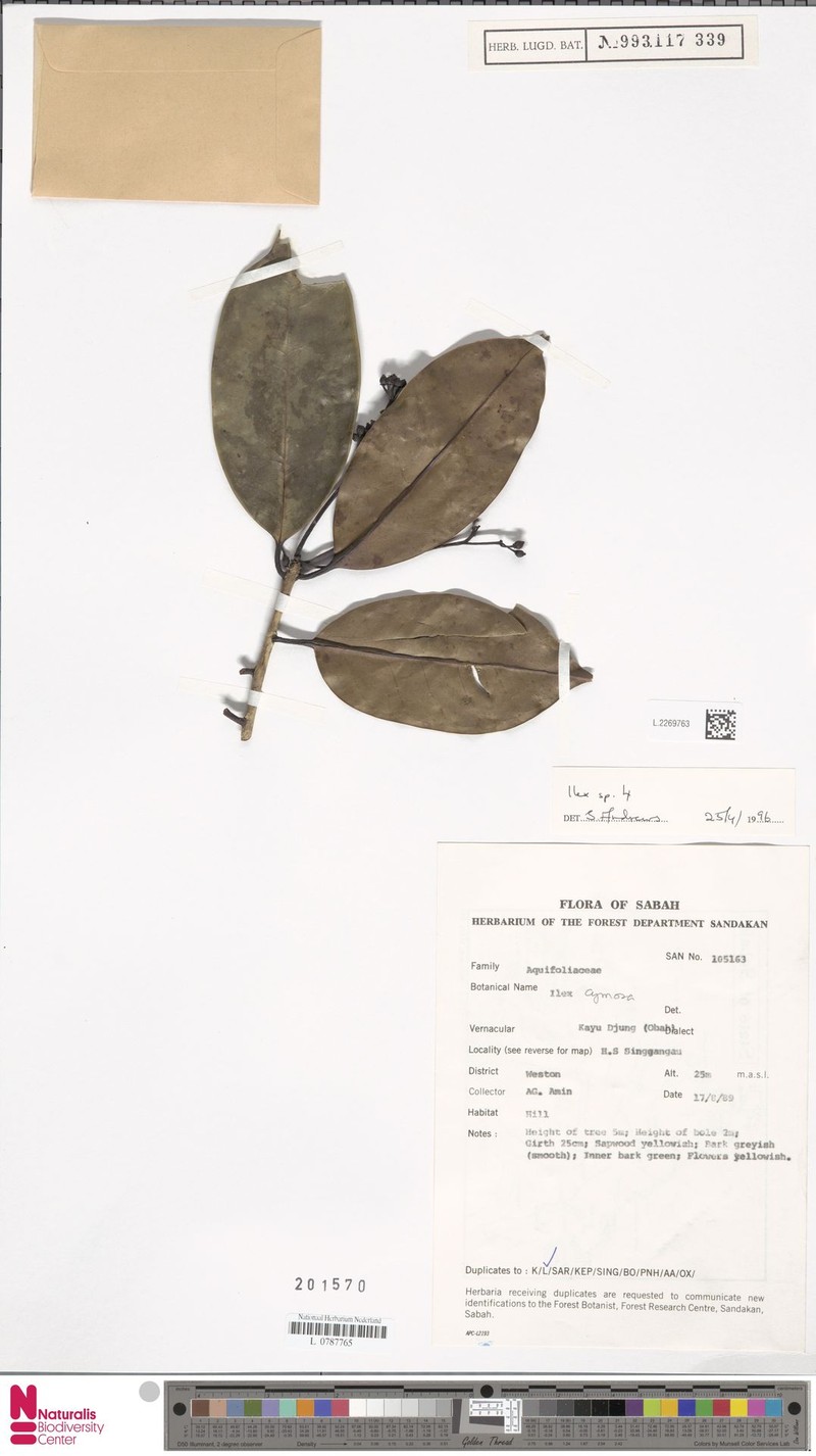 Ilex nervulosa
