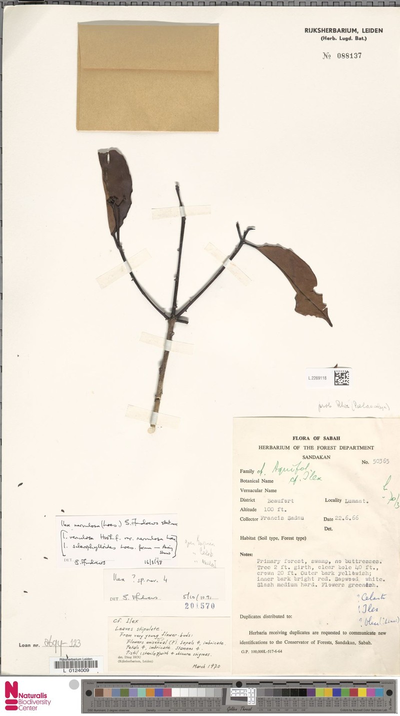 Ilex nervulosa photo 3