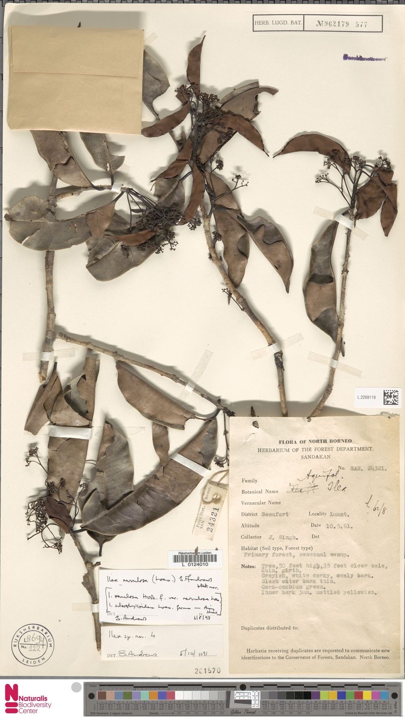 Ilex nervulosa photo 4